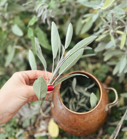 Zsálya hidroszol/virágvíz